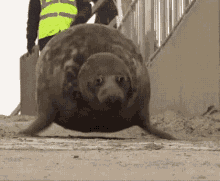 Seal Running Away GIF - Seal Running Away Cute GIFs