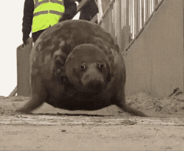 Seal Running Away GIF - Seal Running Away Cute GIFs