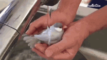 Bird Shaking Off GIF - Bird Shaking Off Washing GIFs