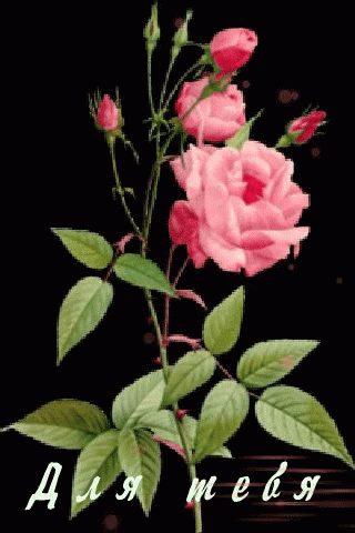 Tenor - 