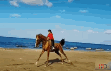 Qarabağatı Horse GIF - Qarabağatı Horse Nuray GIFs