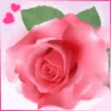 Love You Pink Rose GIF