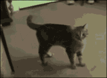 Cat Hulking Out GIF - Cat Hulking Out Cat Transmation To Hulk GIFs