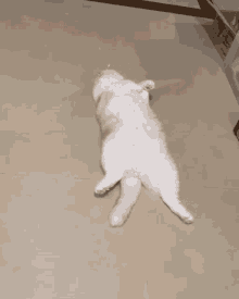 beagle fat cat kitty tired chubby sleep