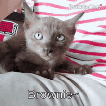 Brownie Kitten GIF - Brownie Kitten Cat GIFs