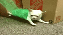 a small white dog is wrapped in a green plastic bag next to a box .