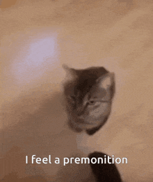 a blurry picture of a cat with the words " i feel a premonition " written below it