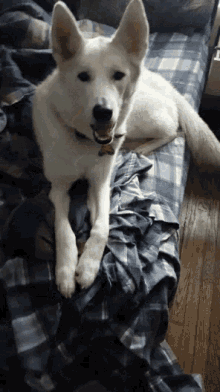 Excited Dog GIF - Excited Dog Happy GIFs