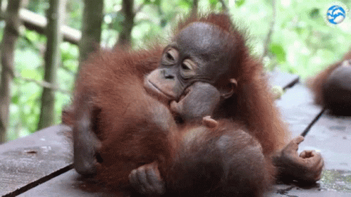orangutan-monkey.gif