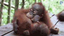 Orangutan Monkey GIF - Orangutan Monkey Monkeyoflife GIFs