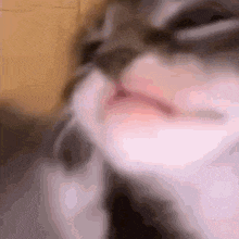 a close up of a cat 's nose with a yellow background