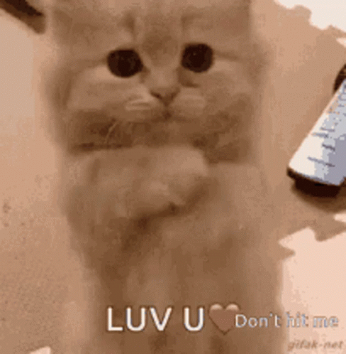 untitled.gif
