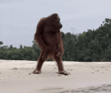 an orangutan is walking on a sandy beach near a body of water