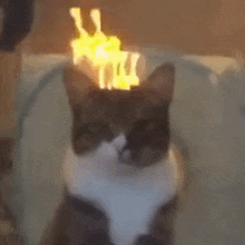 Cat With Fire Reflected On The Glass On His Head GIF - Cat With Fire Reflected On The Glass On His Head GIFs