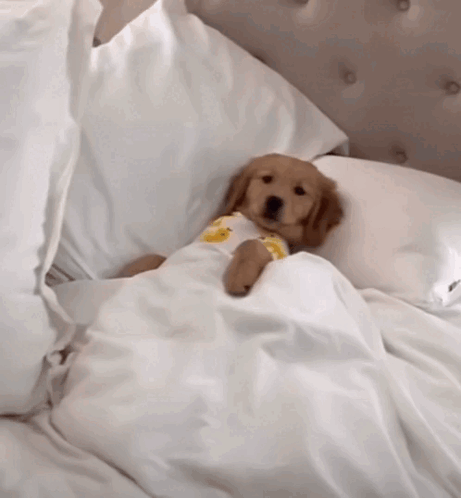 Dog In Bed GIFs Tenor