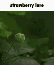 Strawberry Lore GIF - Strawberry Lore Lore Meme GIFs