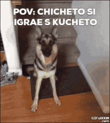 Kuche Chicheto GIF - Kuche Chicheto Kucheto GIFs