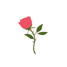 Love You More Rose GIF