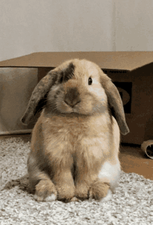 Bunny Rabbit GIF - Bunny Rabbit Food GIFs