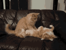 Massage Cat GIF - Massage Cat Hug GIFs
