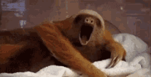 Dodo Baby Sloth GIF - Dodo Baby Sloth Sleepy GIFs