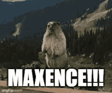 Maxence Marmotte GIF - Maxence Marmotte GIFs