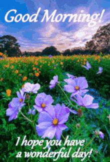 Good Morning Field Of Flowers GIF