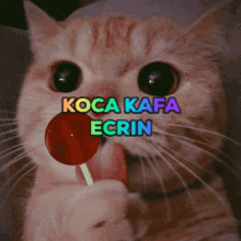 Koca Kafa GIF - Koca Kafa GIFs