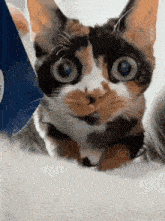 a calico cat with big blue eyes is laying down