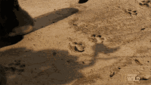 Follow The Pawprints Searching For The Tigress GIF