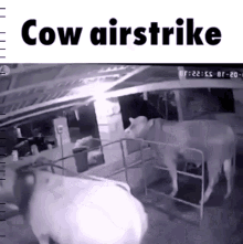 Cow Airstrike GIF - Cow Airstrike Cow Airstrike GIFs