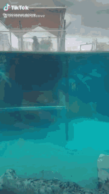 Gator Swimming GIF - Gator Swimming Swimming Pool GIFs