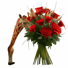 miss you miss u rose flower red roses giraffe