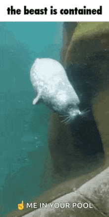 The Beast Is Contained Seal GIF - The Beast Is Contained Seal Cute GIFs