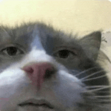 a close up of a gray and white cat 's face with a pink nose .
