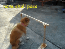 None Shall Pass - None GIF - None None Shall Pass Dog GIFs