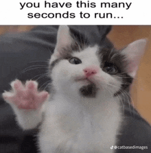 a black and white cat with a caption that says " you have this many seconds to run "