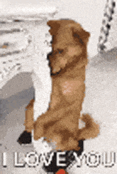 a dog is standing on its hind legs in front of a white table .