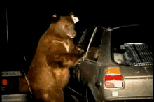 Yogi Bear GIF - Bear Stealing Peek GIFs