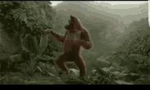Dancing Orangutan GIF - Dancing Orangutan Monkey GIFs