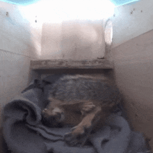 a dog is laying on a blanket in a cage