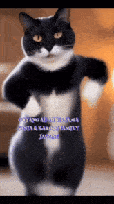 a black and white cat is dancing in front of a sign that says goyang ah bersama sonia & karodi family jasmine