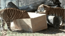 Tiger Box GIF - Tiger Box Looking GIFs