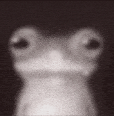a close up of a frog 's face with a black background .