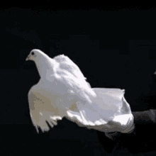 Dove Bird GIF