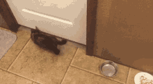 Cat Squeezing Under The Door GIF - Cat Squeezing Under The Door GIFs