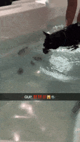 a black cat is swimming in a bathtub with a caption that says gup !!!