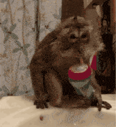 Goatgumi Monkey GIF - Goatgumi Monkey GIFs