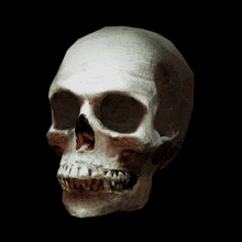 Skull Caveira GIF - Skull Caveira Cranio GIFs
