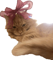 a cat with a pink bow on its head is laying down